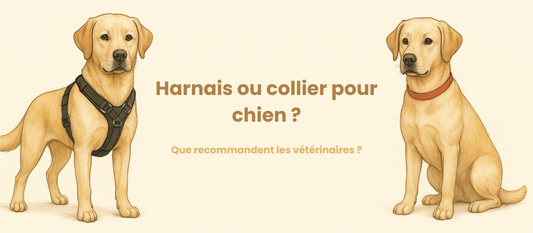 Harnais ou collier pour chien : que recommandent les vétérinaires ?